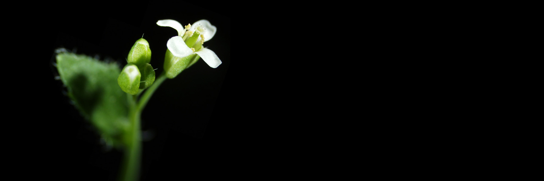 Arabidopsis thaliana flower.