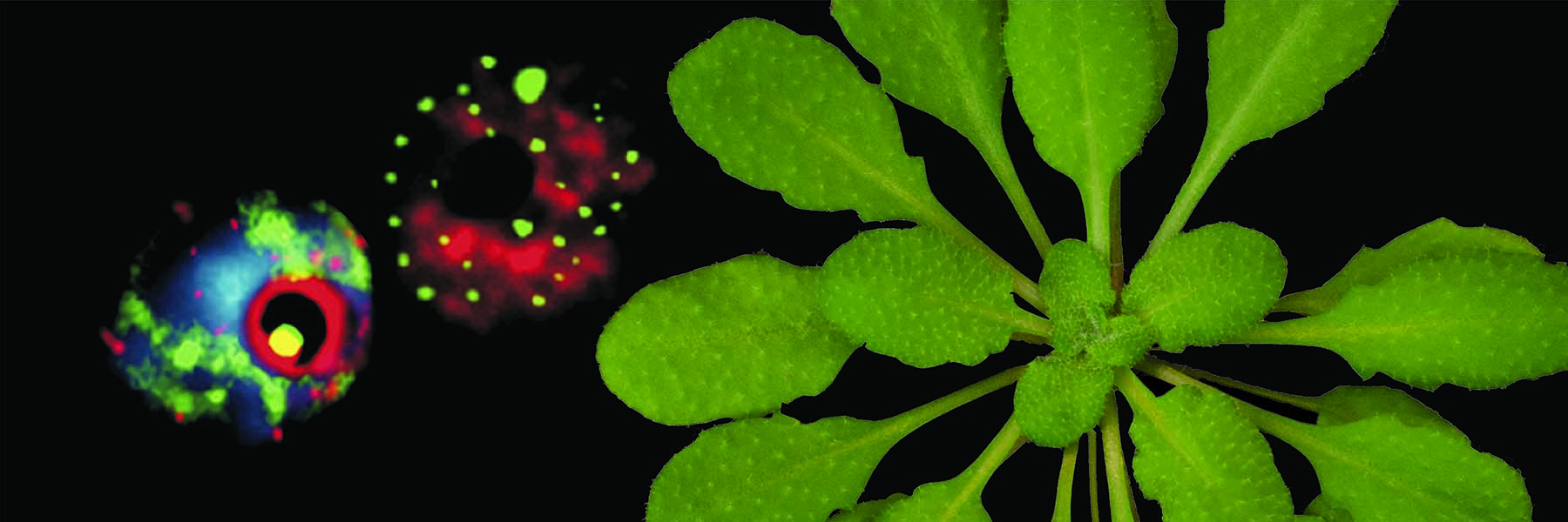 RNA polymerases IV (green) and II (red) in an Arabidopsis nucleus, proteins of the RNA-directed DNA methylation pathway in an Arabidopsis nucleus, and Arabidopsis thaliana rosette.