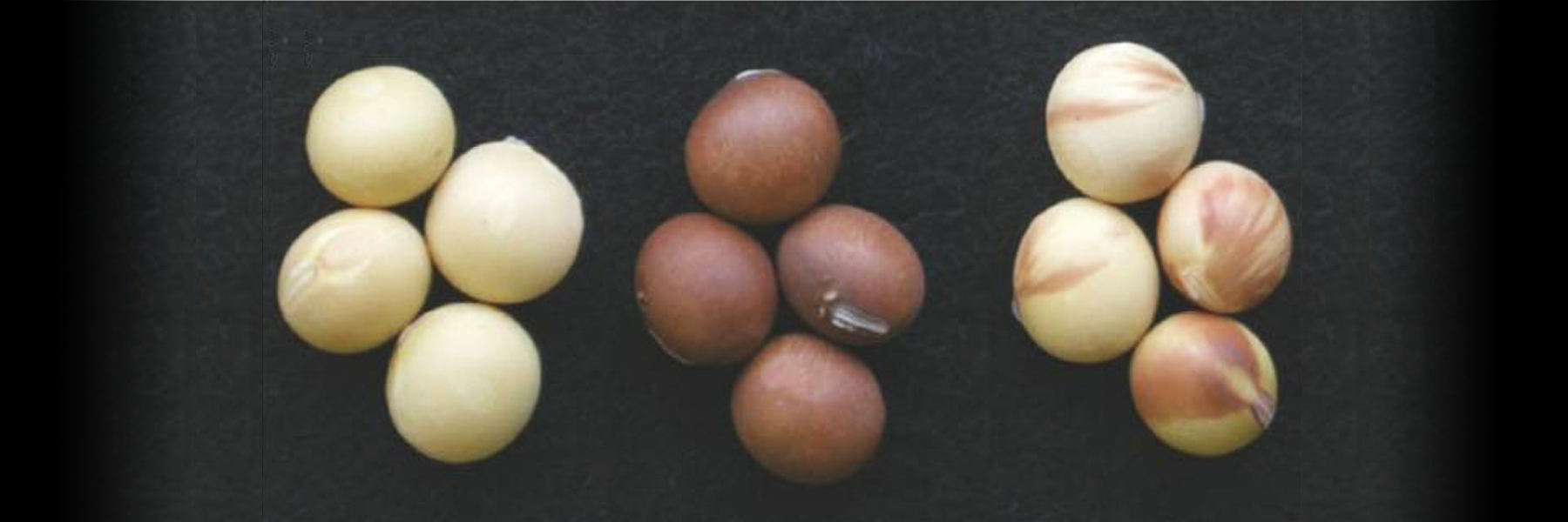 The dark color of soybeans (middle) is extinguished in cultivated varieties (left) because of natural posttranscriptional silencing of the CHS gene and can be partially reversed by infection of the parental plant with a virus possessing a PTGS suppressor protein, producing a mottled pattern (right).